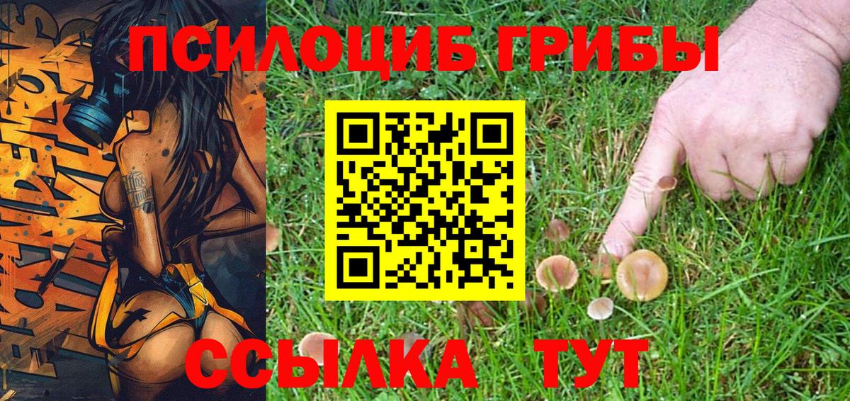 где купить наркотик  Вход с VPN  Богданович  Галлюциногенные грибы Cubensis 
